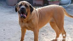 马士提夫獒犬好养吗