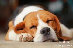 狗狗睡眠不好怎么办？