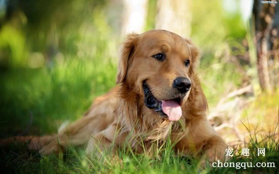 金毛犬便秘怎么办？金毛犬要如何饲养？