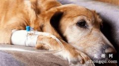 <b>狗狗胰腺炎症状与治疗方法</b>