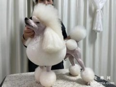 贵宾犬怎么美容 怎么修理剪毛