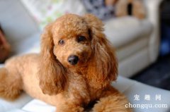 狗狗过度脱毛怎么办？