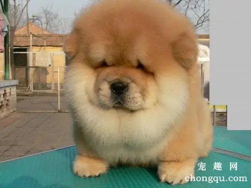 狗狗过度脱毛怎么办？
