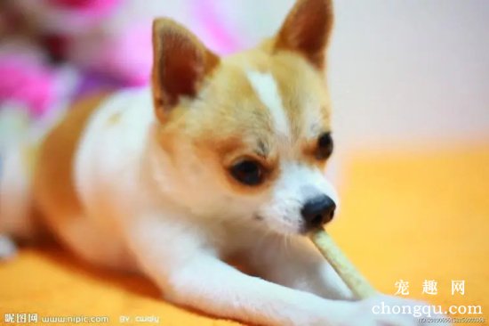 吉娃娃常见皮肤病与治疗