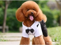 狗狗衣服能随便穿吗