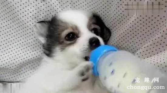 狗狗奶瓶怎么用？