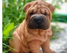 <b>沙皮狗呕吐怎么办？</b>