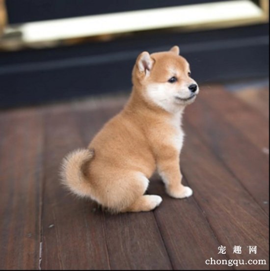 柴犬会摇尾巴吗