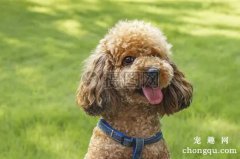 为什么贵宾犬不能吃葡萄