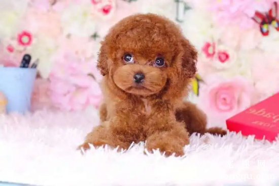 贵宾犬能喝纯牛奶吗