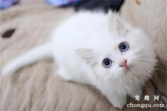 京剧猫白糖是什么猫