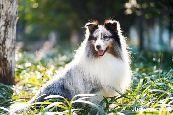 如何治疗喜乐蒂犬便秘?