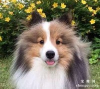 <b>喜乐蒂在换毛期间如何护理?</b>