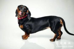 <b>腊肠犬的性格特点 天生的猎犬好手</b>