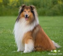 <b>苏牧太胆小 如何让它胆子变大</b>
