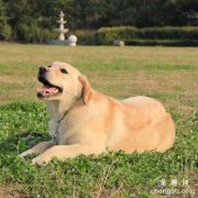 怎样照顾拉布拉多犬?