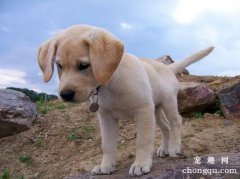 拉布拉多犬的护理小技巧