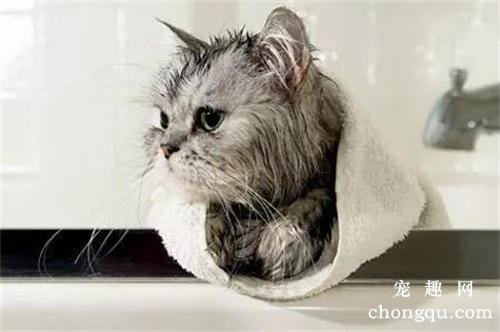 新生猫咪需要洗澡吗？