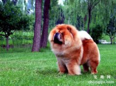 <b>松狮犬日常饲养需要注意的地方</b>