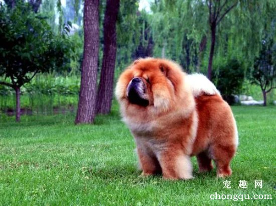 松狮犬日常饲养需要注意的地方