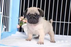 <b>如何预防八哥犬中暑？</b>
