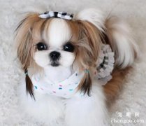 <b>关于西施犬的饲养技巧和方法</b>