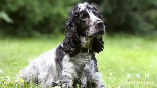 英国可卡犬的性格特点和日常保养护理