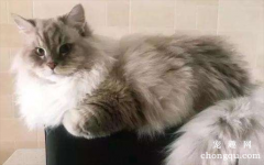 猫咪打喷嚏怎么办 普通的感冒引起的症状