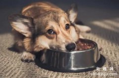 <b>狗狗厌食的原因 狗狗厌食的行为有哪些</b>