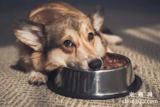 狗狗厌食的原因 狗狗厌食的行为有哪些