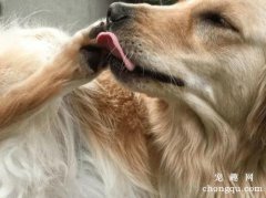 <b>狗狗为什么一直舔手脚</b>