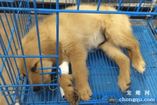 犬瘟热主要症状有哪些？
