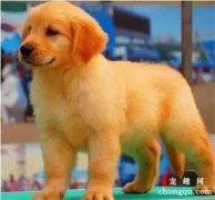 <b>金毛犬有什么特点？</b>