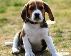 <b>如何训练比格犬？</b>