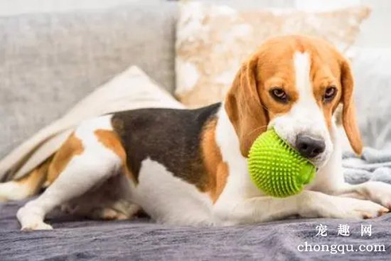 如何训练比格犬？