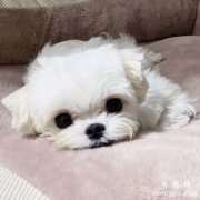 串串狗是什么意思？