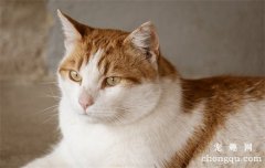 猫咪得了肠胃炎怎么办？