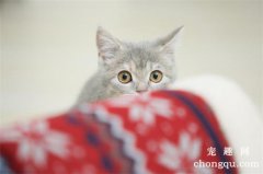 怎样防治猫患圆线虫病？