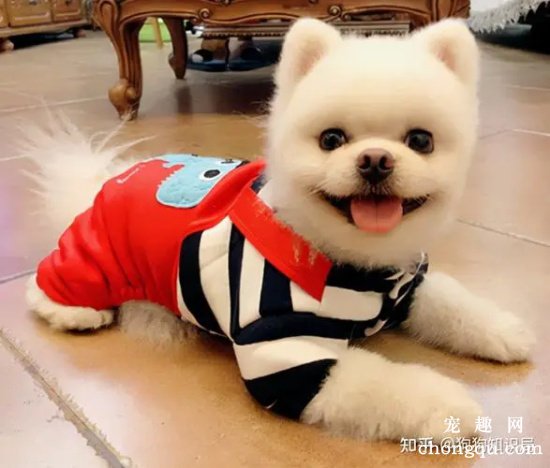 狗狗毛色不好怎么办？