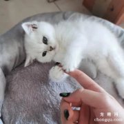 <b>银点血渐层是什么品种猫？</b>