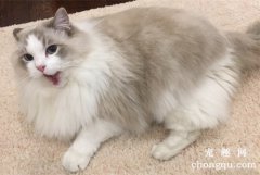 <b>布偶猫喜欢咬人为什么，如何避免布偶猫咬人？</b>