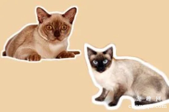暹罗猫和缅甸猫有啥区别？怎么区分暹罗猫和缅甸猫？