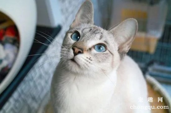 虎斑暹罗猫长什么样子？