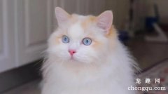 火焰色布偶猫咪有什么特点？