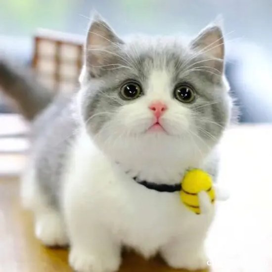 最受欢迎的猫有哪些？