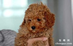 宠物犬病大全-犬黑热病