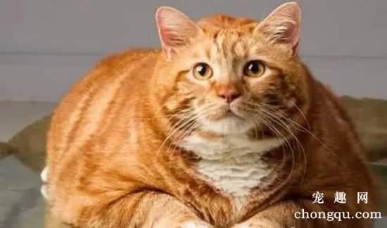 橘猫为什么容易胖？