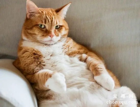 橘猫为什么容易胖？