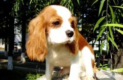 <b>查理士王猎犬的历史</b>
