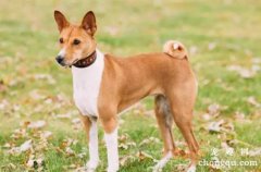 贝生吉犬(BASENJI)FCI简介
